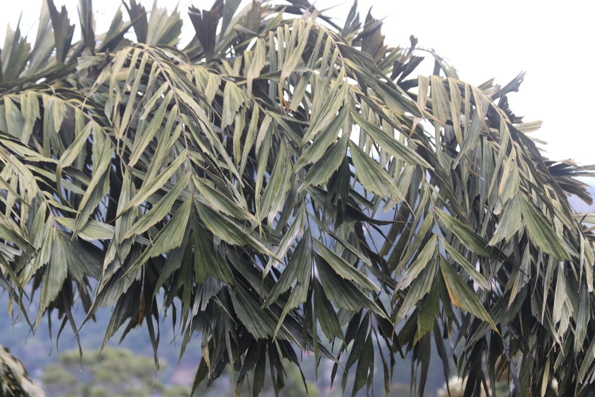 Caryota urens L.